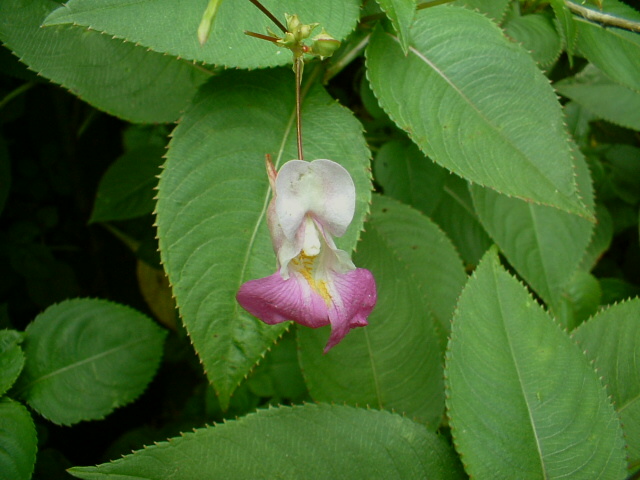 Impatiens glandulifera,balfourii,nolitangere,daphne mezereum